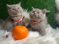 Yavru scottish straight kediler yeni sahiplerini bekliyor