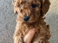 1 dişi ve 1 erkek son kalan garantili toy poodle yavrular