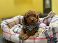 Red Poodle Bebekler