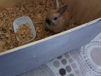 Tavşan ginepig cüce minirex