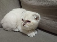 Pamuk şekerler yeni ailelerini bekliyor