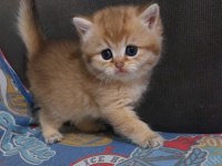 Safkan golden british shorthair