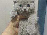 Scottish fold 55 günlük kediler