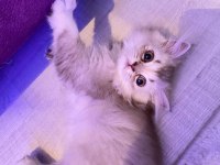 Erkek british longhair yavrumuz