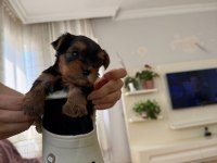 Yorkshire Terrier (3 tane) 2 kız 1 erkek yavrumuz