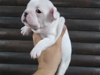 French bulldog klasik