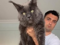 XXXL 10 günlük 2 erkek yavru ŞAMPİYON KAN HATTI KEDİMİZ