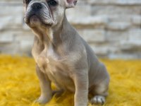 Lilac french bulldog yavru