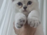 British shorthair güzelliklerim teslime hazır