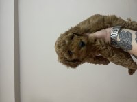 Dişi orijinal toy poodle kardeşler