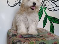 UYGUN MİCRO MALTİPOO YAVRU KAPIDA ÖDEME