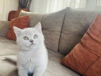 Lilac british shorthair 2 aylık yavru