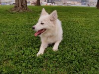 Alman Spitz Tatlı Dişi