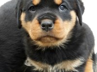 Afacan rottweiler bebekler kapıda ödeme mevcuttur