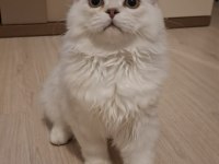 Yavru British Longhair