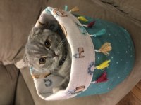 Scottish Fold Luna Kızımıza Yuva Arıyoruz