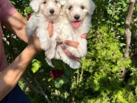 Terrier yavrumuz yeni ailesini arıyor