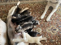 UYGUNA SİBİRYA KURDU HUSKY BEBEKLERİ