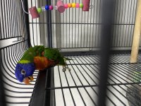 Geveze dans eden lori yarı evcil