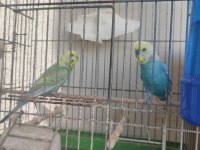2 AYLIK YAVRULAR VE YENİ YEME DÜŞMÜŞ KUŞLAR