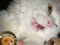 British longhair 2 yaşında