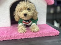 Harika teacup maltipoo yavrularım
