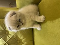 Scottish fold sıfır kulak erkek