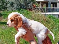 ORİJİNAL 0 NUMARA YAVRU CAVALİER KİNG CHARLESLER