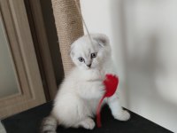 2 aylık erkek yavru scottish fold
