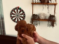 RED BROWN TECUP POODLE DİŞİ BEBEK ANNE 2,5 KG BABA 1,9 KG