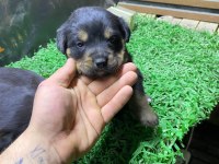 Rottweiler yavrularımız son 2 dişi