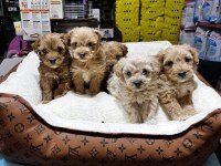 KOYU KAHVE MALTİPOO CİNSİ IRK VE SAĞLIK GARANTİLİ