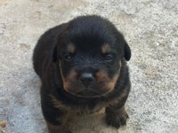 Varsa daha iyisi oda annesi rottweiler