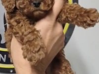 KORE VE TOY POODLE YAVRULARIMIZ
