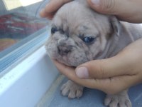 Fransız bulldog sahiplendirilecektir