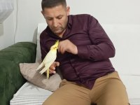 Uyguna Ele Alışkın Erkek Yavru Sultan Papağanı