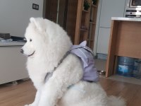 23 Haziran doğumlu Safkan A Kalite samoyed bebekler
