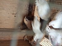 Sağlıklı Yavru, dişi erkek bıldırcın mevcuttur