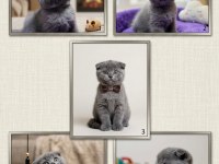 Sevimli Scottish Fold 2 Aylık