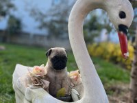 Pug son kaldım hızlı olan kazanır