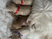 En Küçük Maltipoo (Kore)