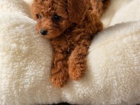 GÖZ ALICI GÜZELLİKTE TEACUP DİŞİ POODLE