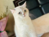 Show kalite british shorthair yavru