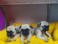 DÜNYA TATLISI PUG KALİTELİ BEBEKLER