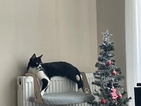 Sevecen ve oyun delisi çocuk kedimiz