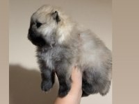 Teacup Pomeranian Boo Erkek Bebeklerim