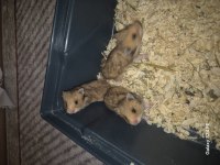 4 haftalık suriye yavru hamsterlar