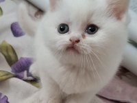 Yeni Yuvasına Hazır British Shorthair Yavrumuz