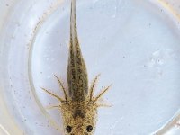 axolotl yavrular