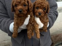 Wc Egitimli Toy Poodle Yavrularımız Teslime Hazır Ankara